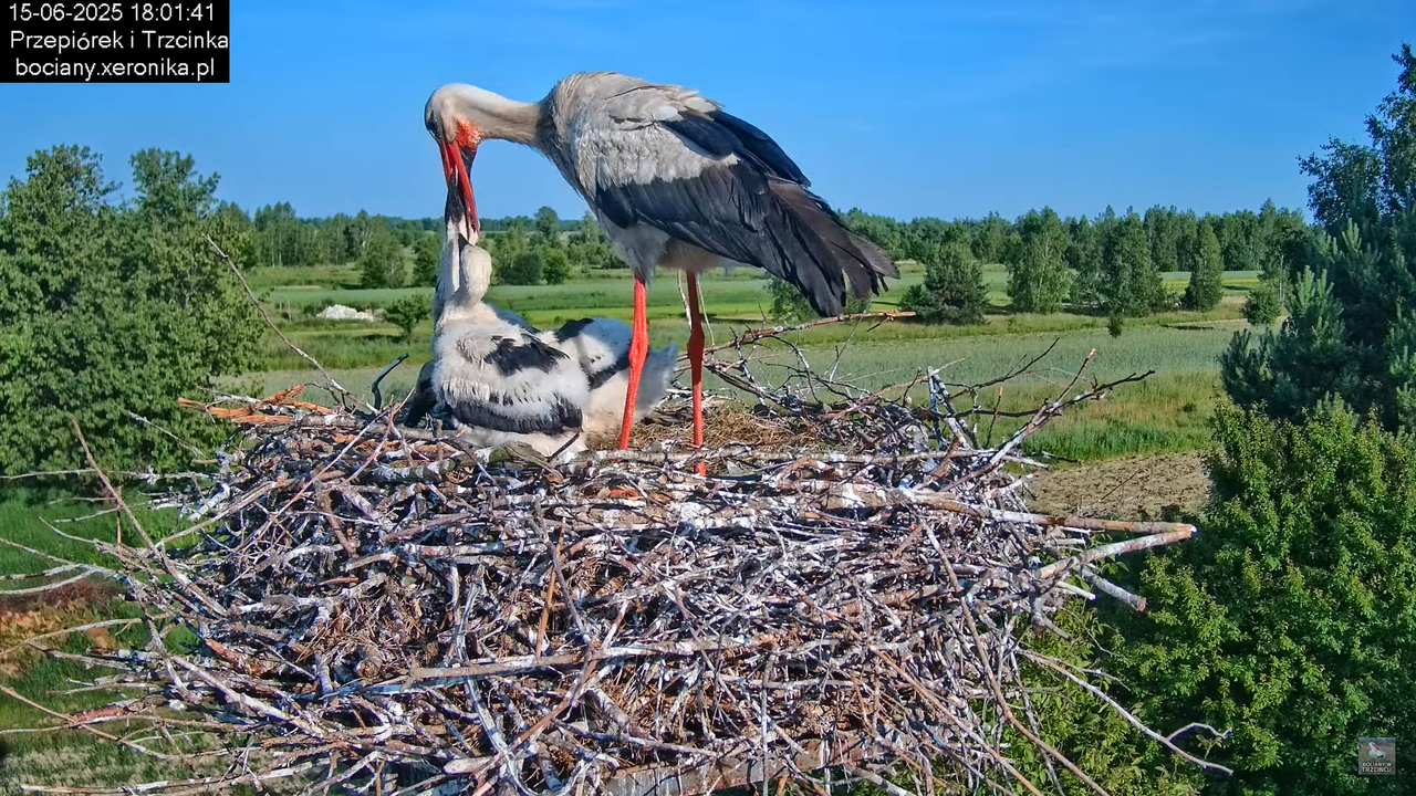 15062025bociany34