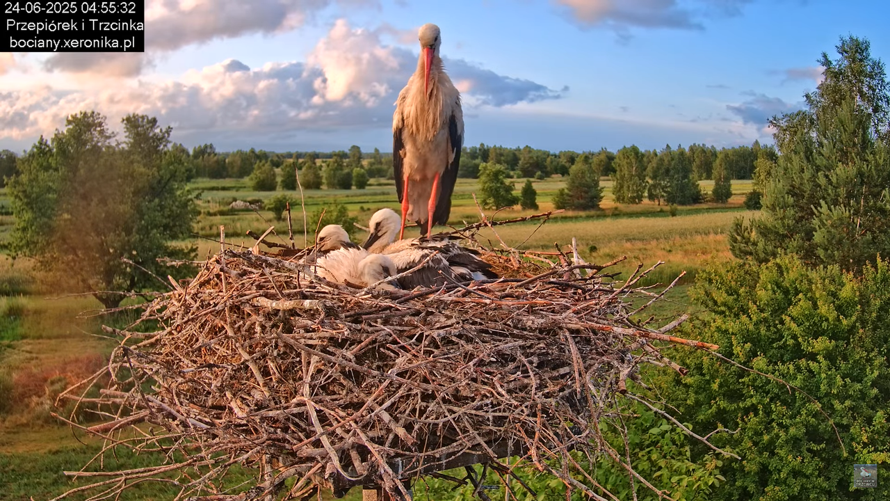 24062025bociany4