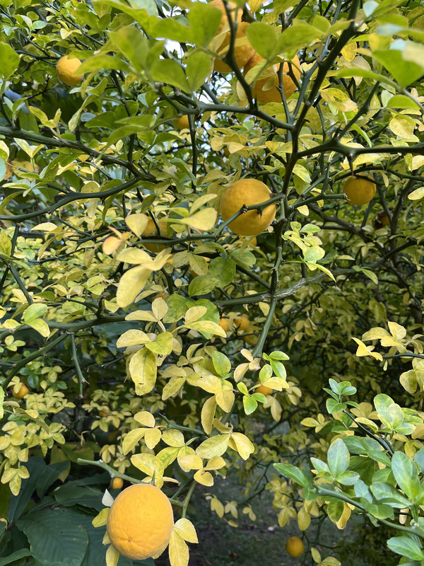 E8D2A0DF-A0F3-45D6-BC6C-A32E08B81C2E