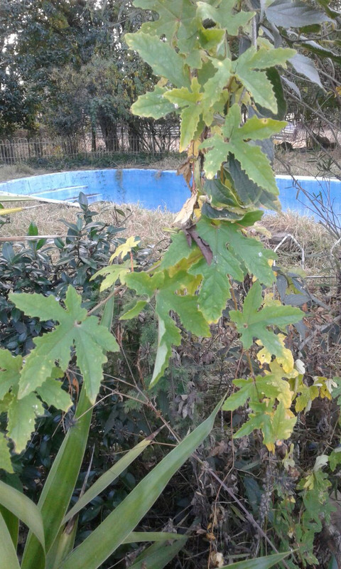 IMG-20170427-WA0013