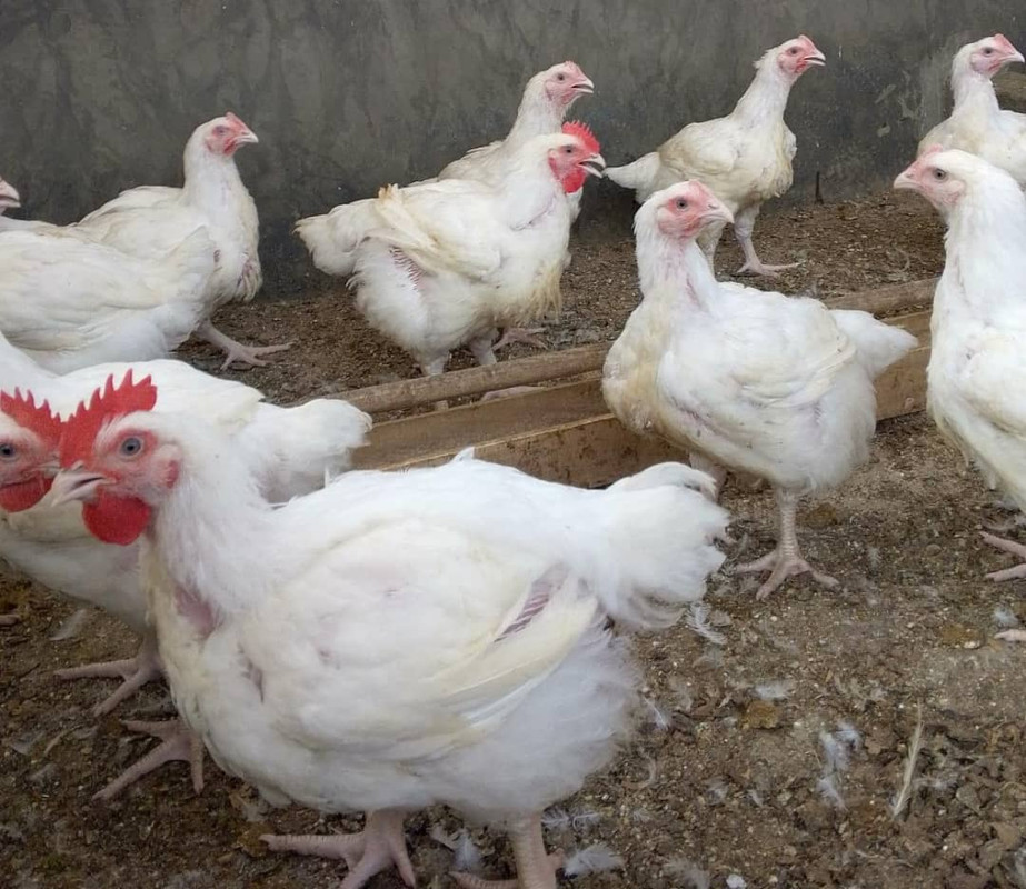 IDP's Local Poultry Farm