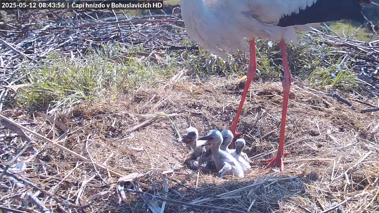 Tiešraide no stārķu skursteņa Bohuslavicē netālu no Trutnovas HD kvalitātē 6-51-18 screenshot