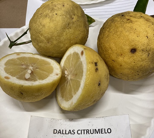 dallas citrumelo