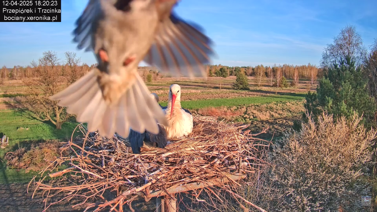 12042025bociany_3