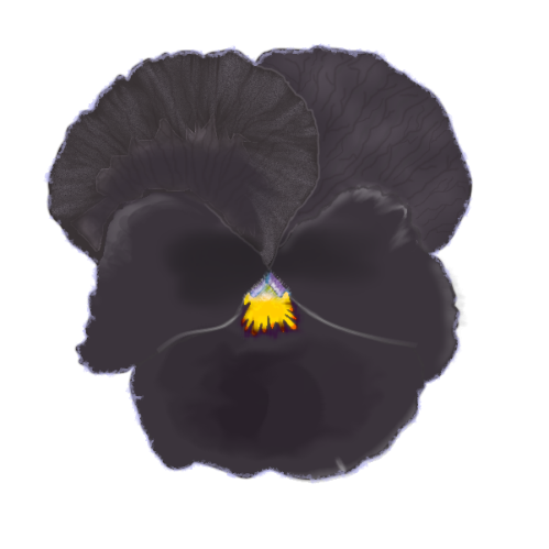 Black-violet-final.png