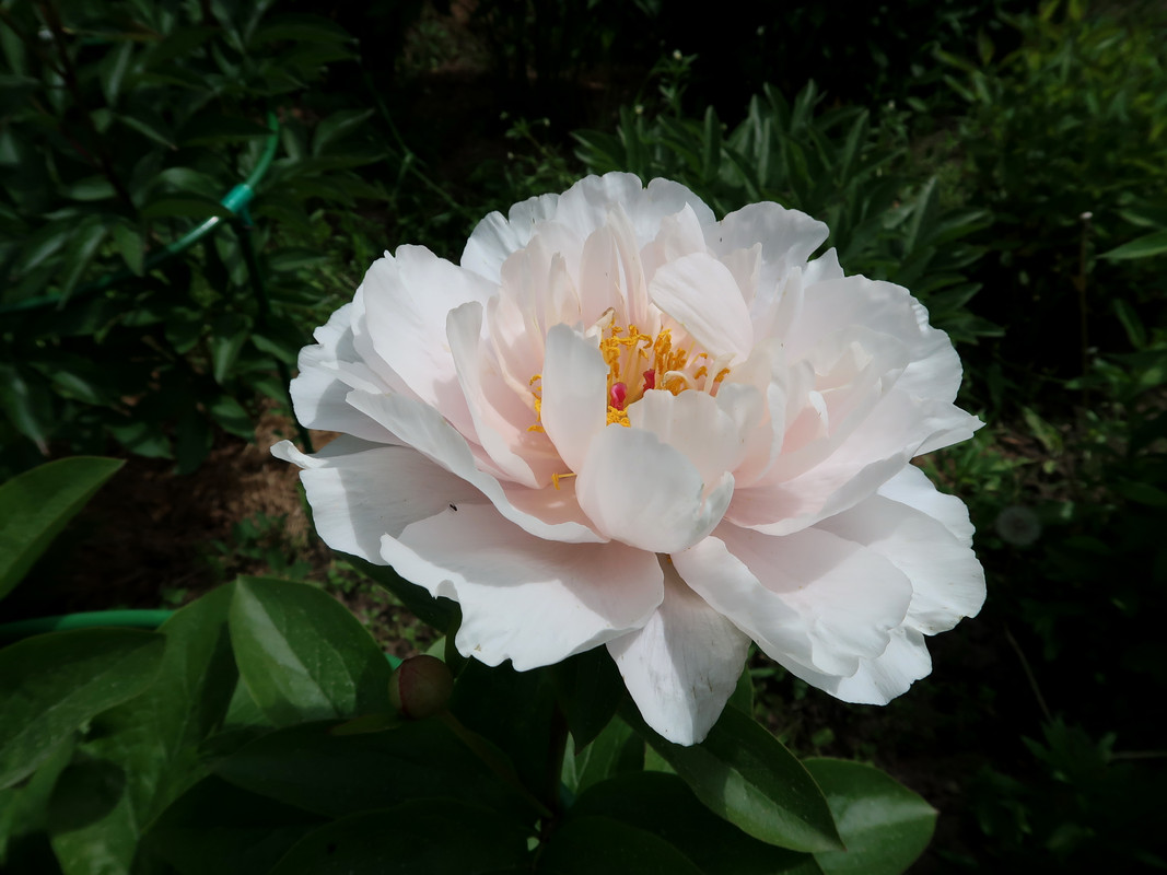 Пион Blushing Princess 3