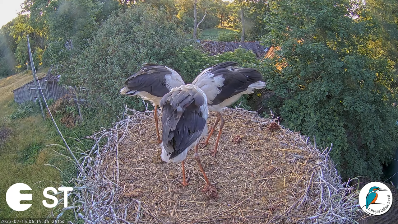 Baltie stārķi (Ciconia ciconia) Tukuma novadā - LDF tiešraide __ White storks in Tukums, Latvia 7-36