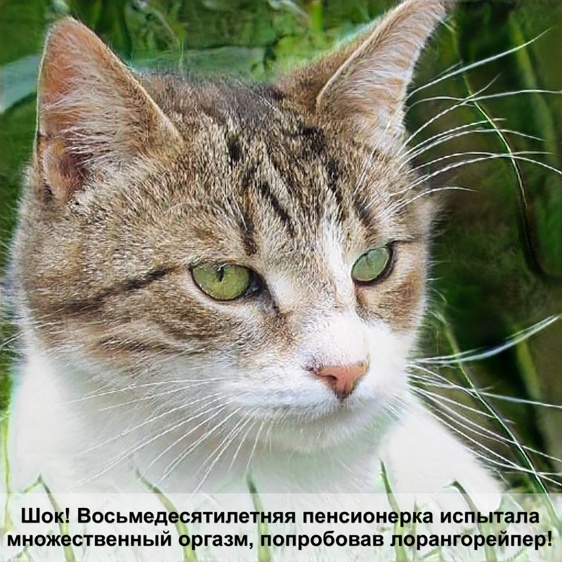 как сделать шлейку для кошки из ремня