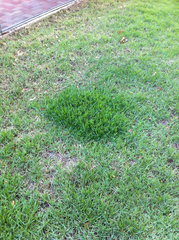 mrmumbles alfalfa test in zoysia at GW - june 2011