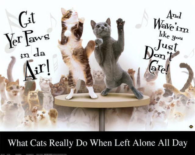 cat-party