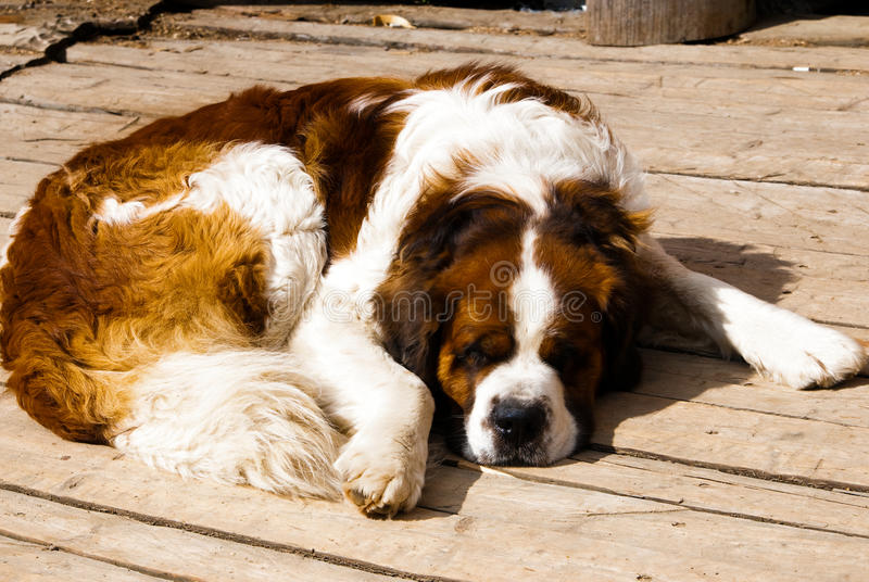 saint-bernard-sleeping-11378727.jpg