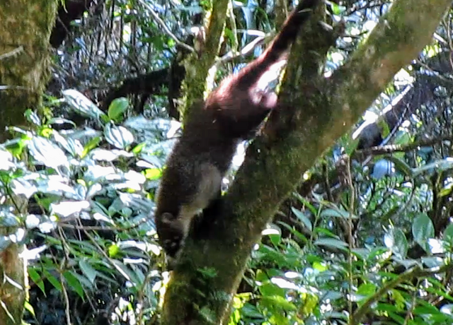 COSTA RICA 2012 (Luna de miel) - Blogs de Costa Rica - DÍA 8:  MONTEVERDE (3)