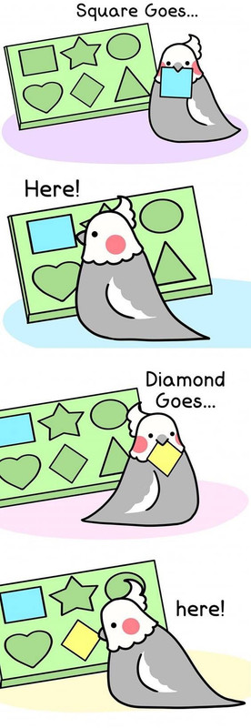 birb1.jpg