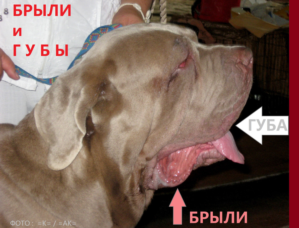 МАСТИНО БРЫЛИ 1А