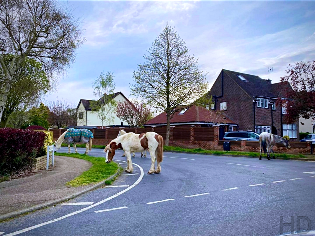 rescue-horses-escape-HD.png