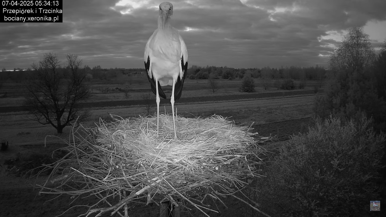 07042025bocian (5)