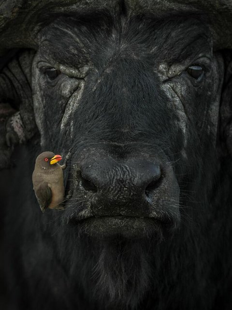 Water-Buffalo-World-Nature-8-jpeg-700.jpg