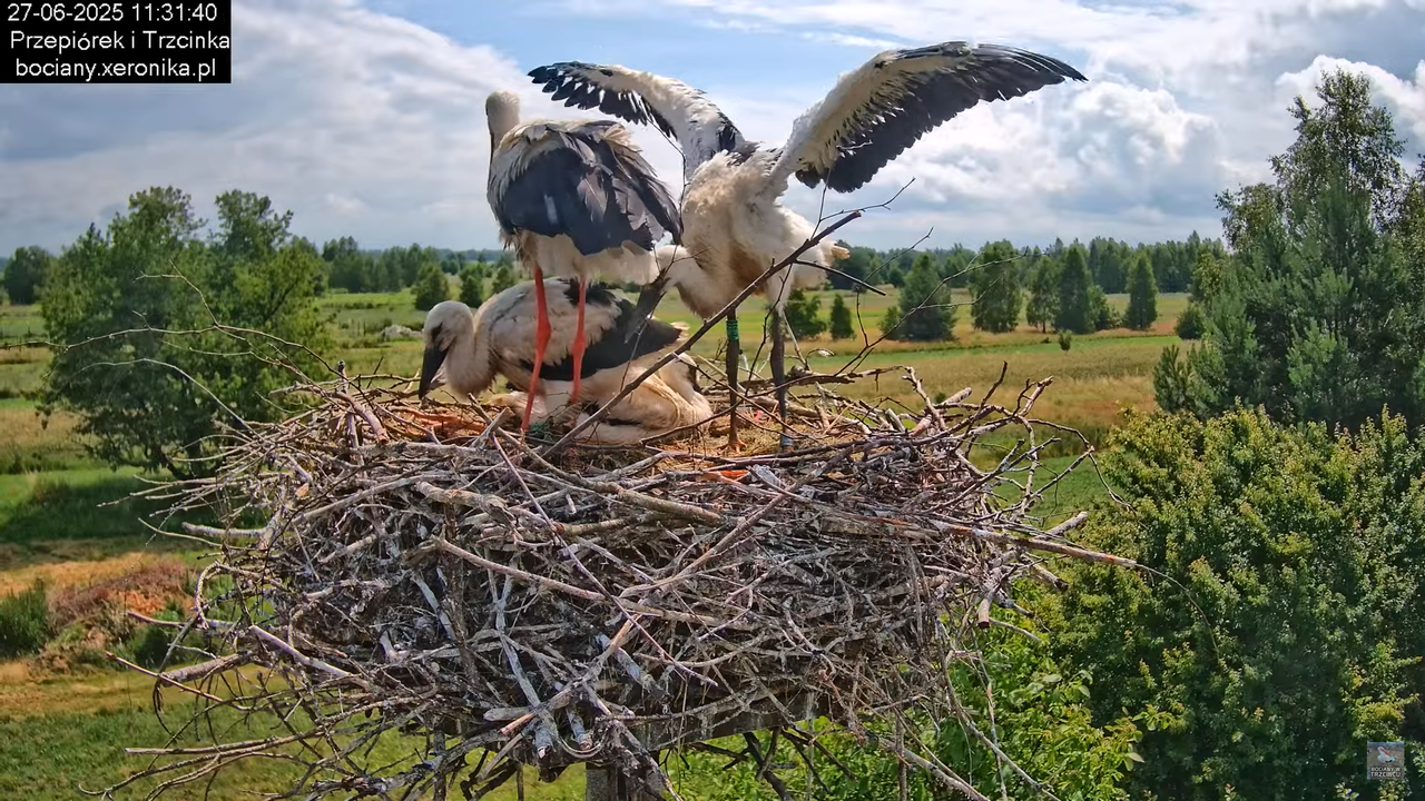 27062025bociany28