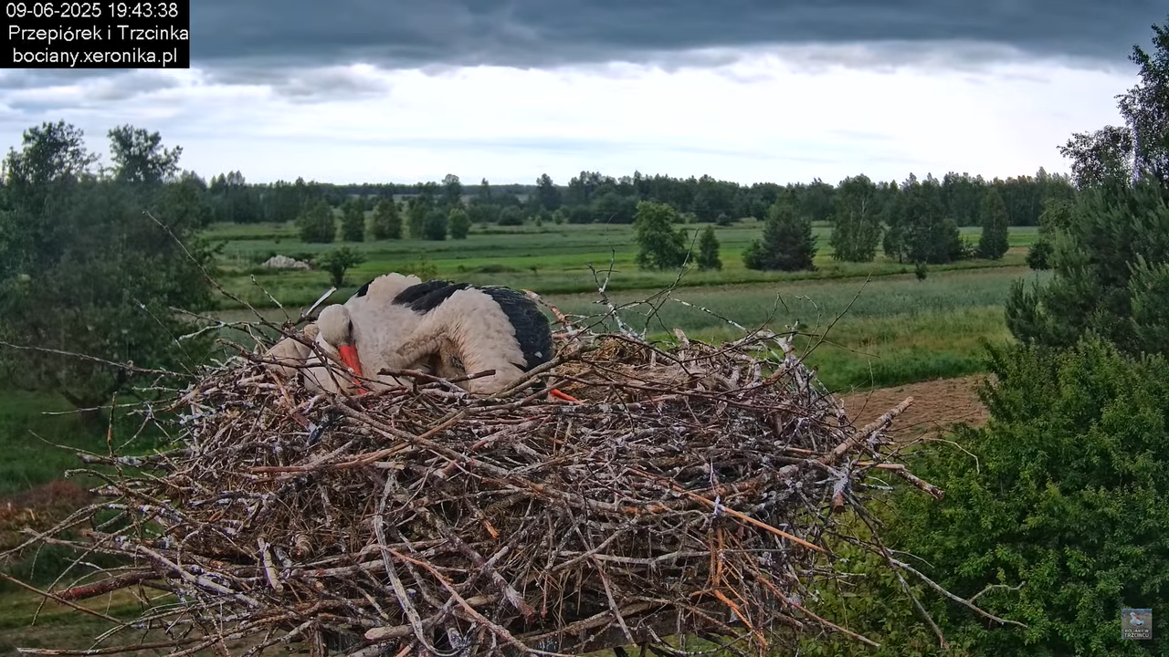 09062025bociany39
