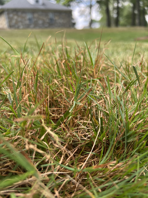 Matted Grass How to Repair Identification Lawn Care Forum