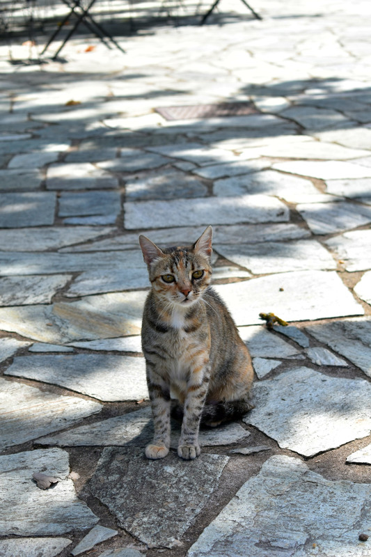 Βαμβακού (13)