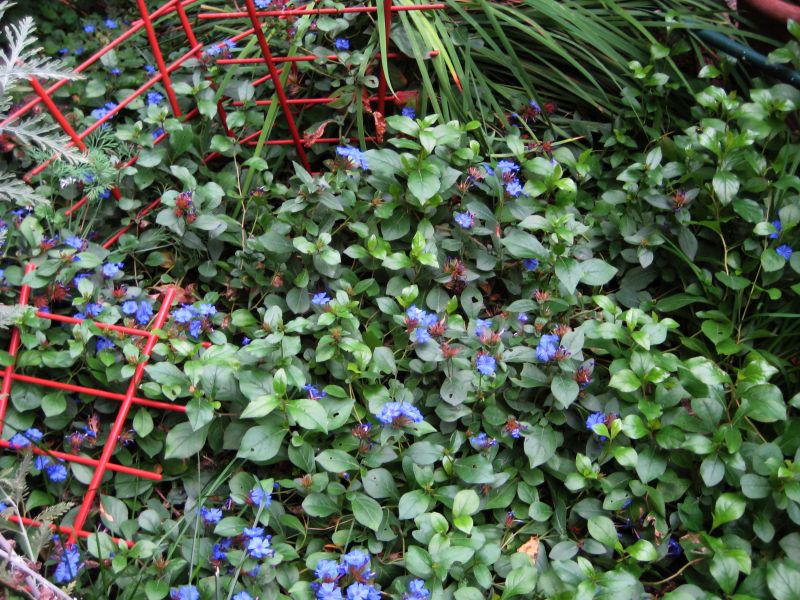 plumbagoides_oktobar