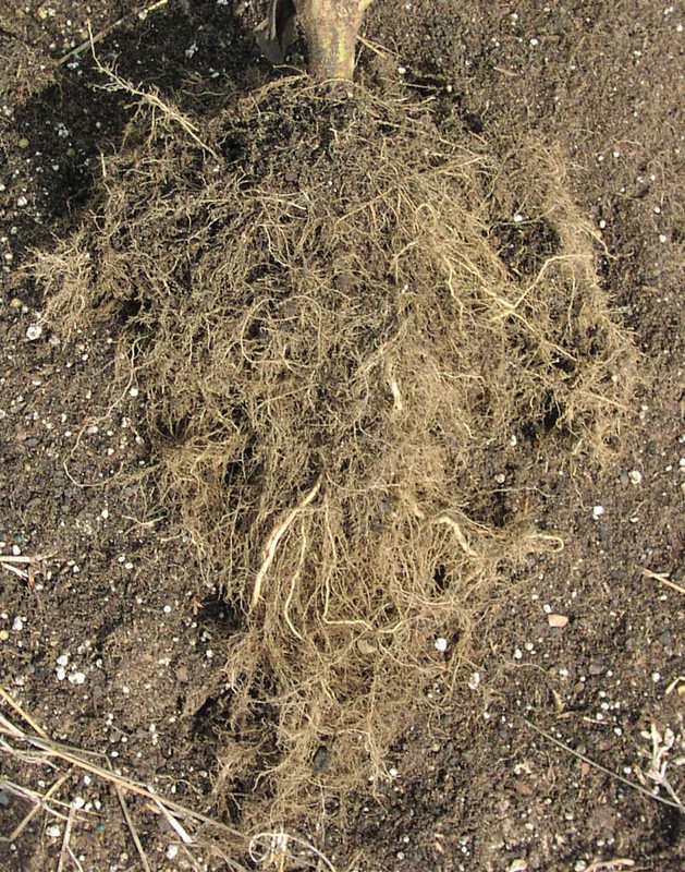 FibrousRootball