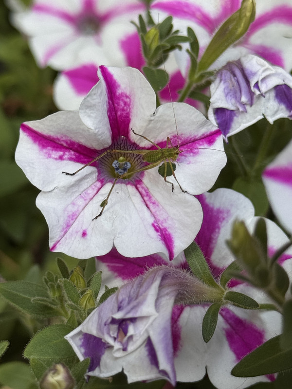 katydid nymph on flower