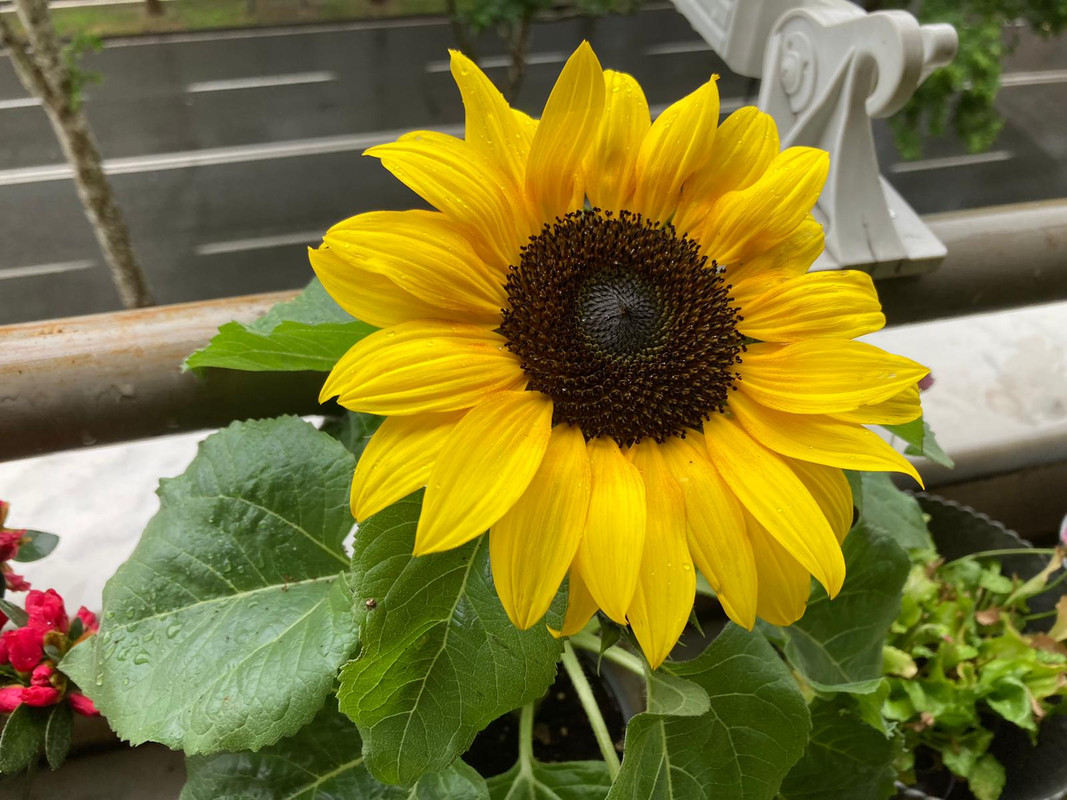 23a6b19f-2cd0-4492-b207-0bd783778825