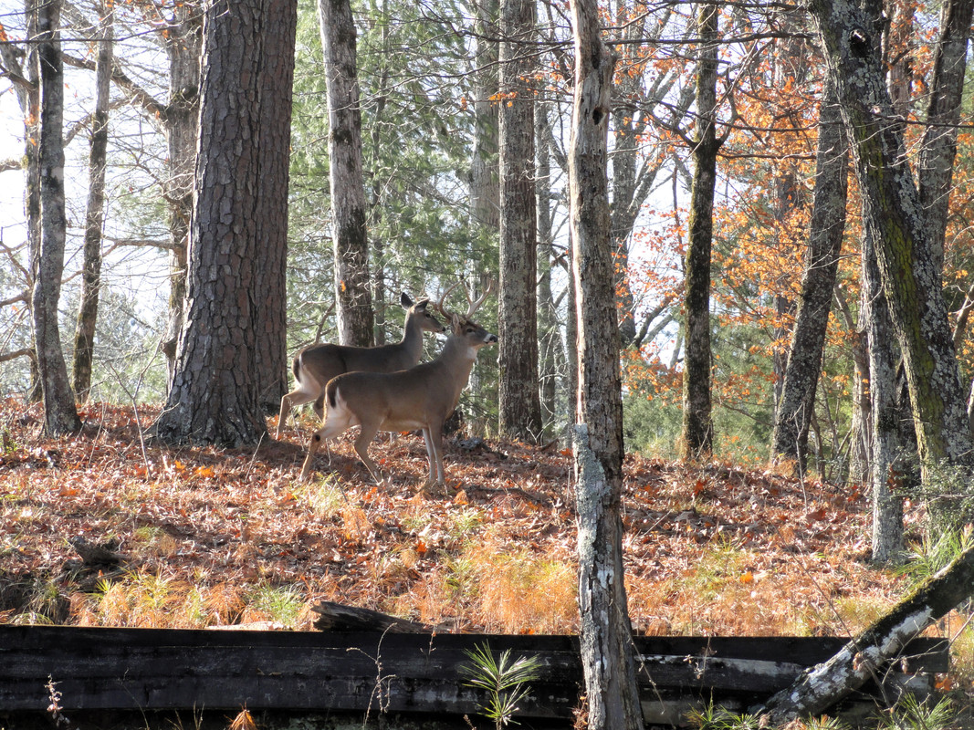big-buck.jpg