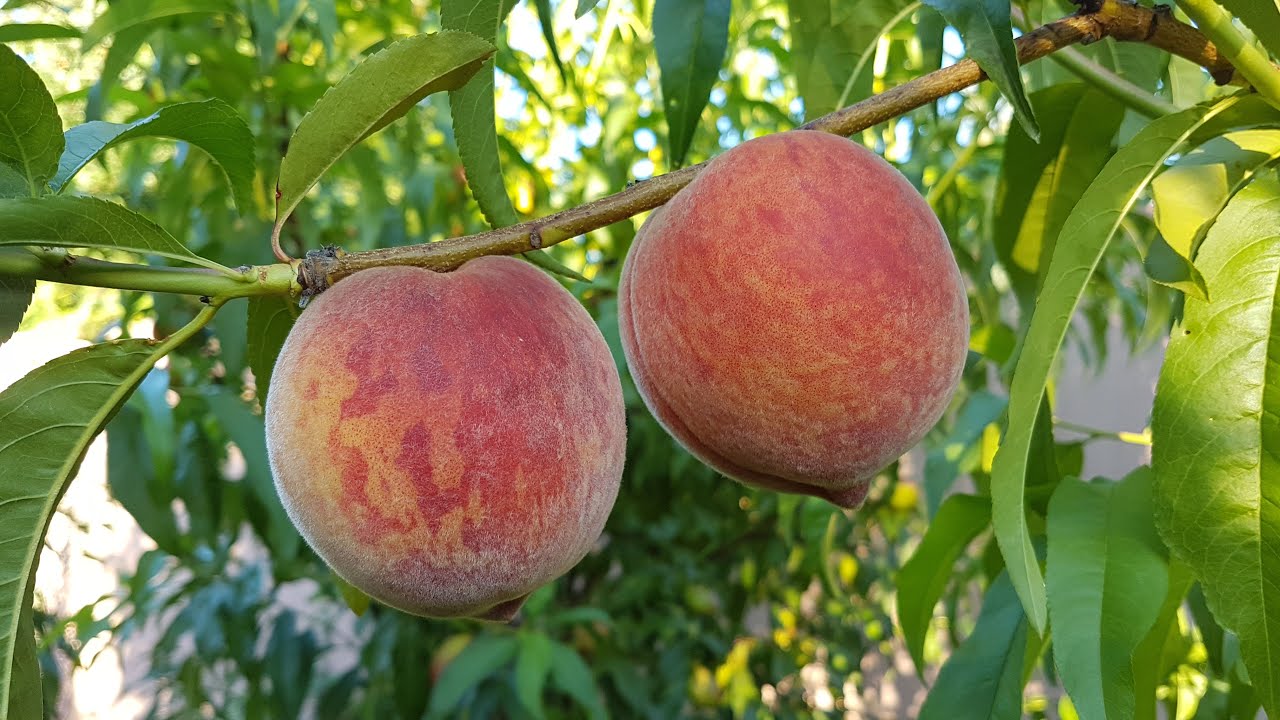 Лучшие сорта персиков для выращивания в подмосковье