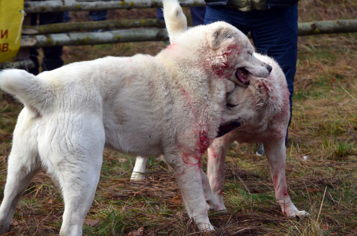 Самурыч-Уран (7)