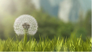 (resized)Dandelions_blowing