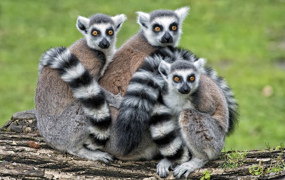 Interesting facts about lemurs