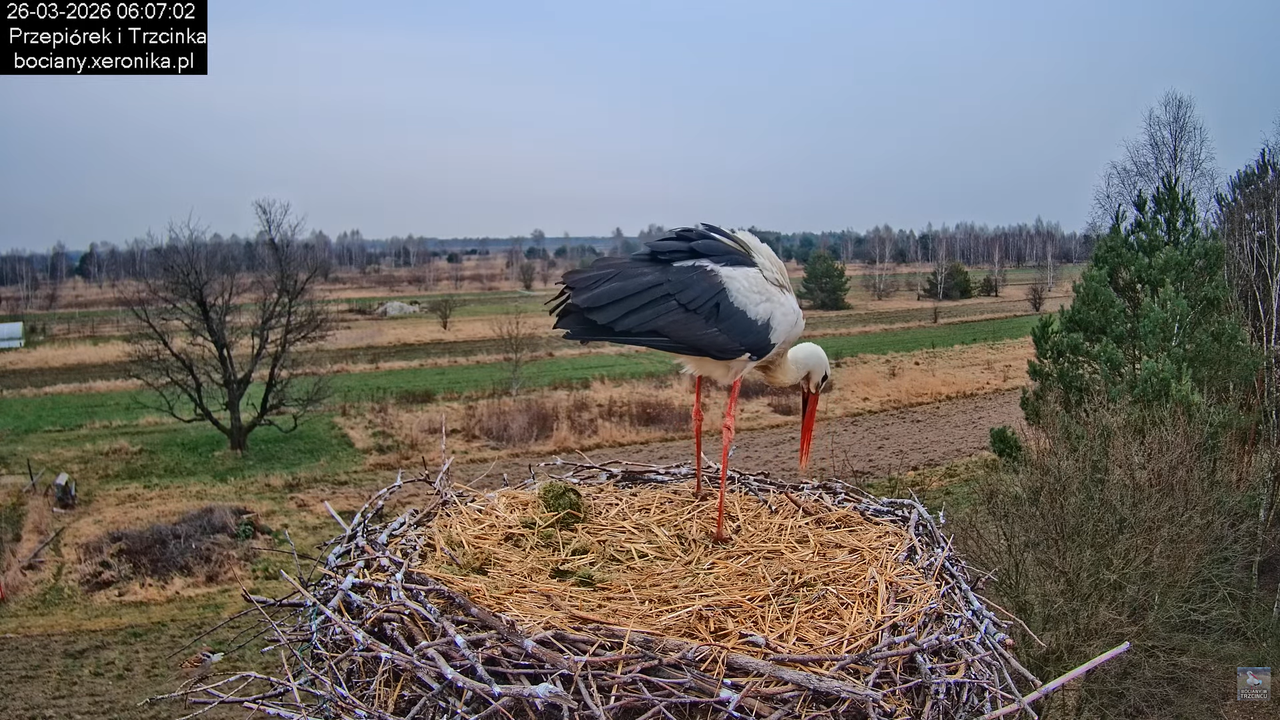 26032026bociany 10