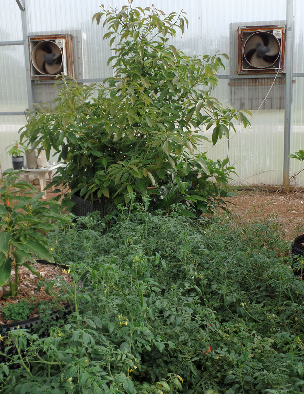 FrankencadoMay9Maters