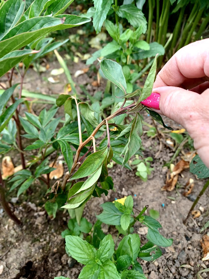 20210616_181031