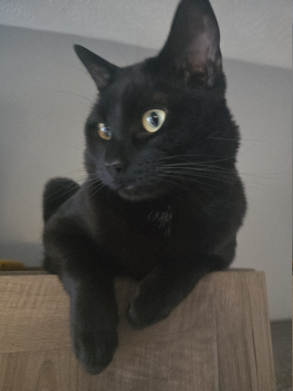 Meow Meow Meowwww (Karl)