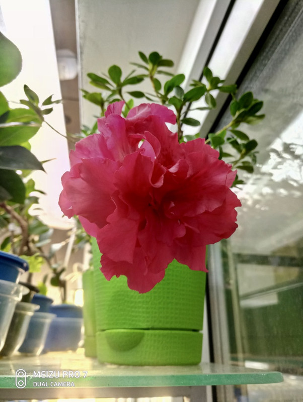 Первая ласточка