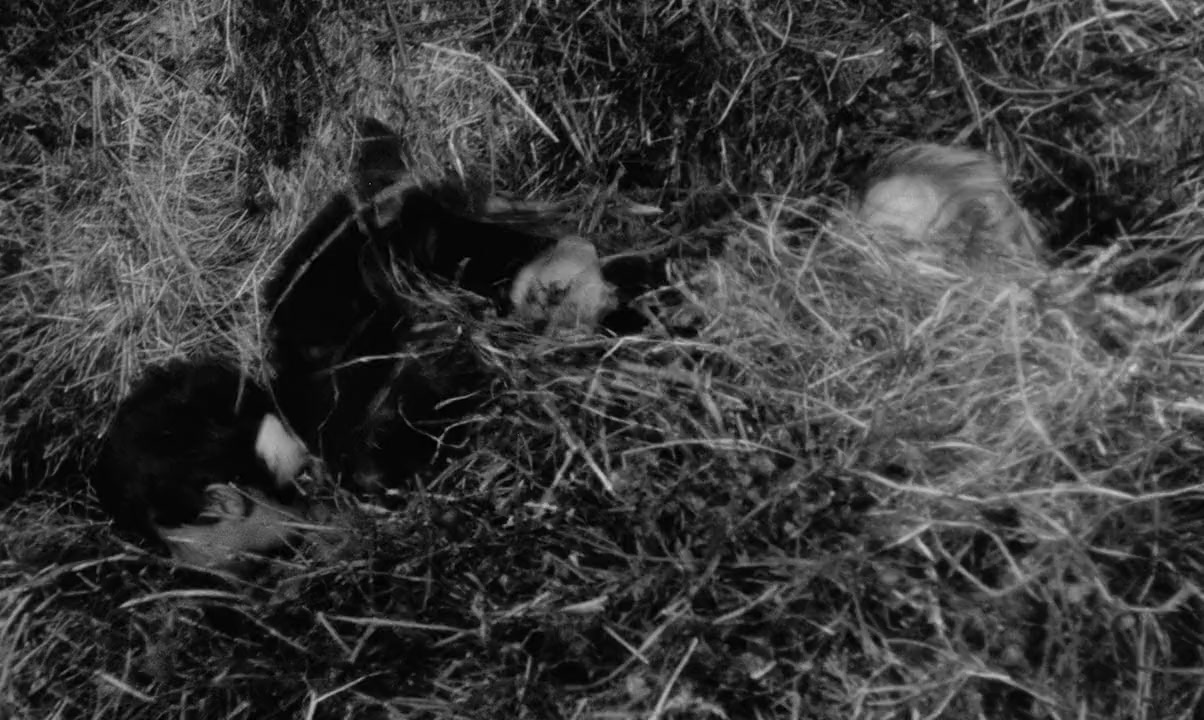 Au Hasard Balthazar (1966) Free Movie Download Au Hasard Balthazar (1966) Free Movie Download