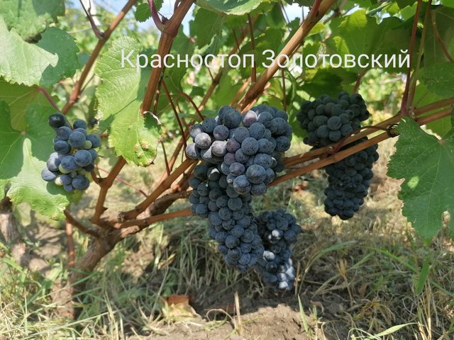 Характеристики винограда Красностоп Золотовский: