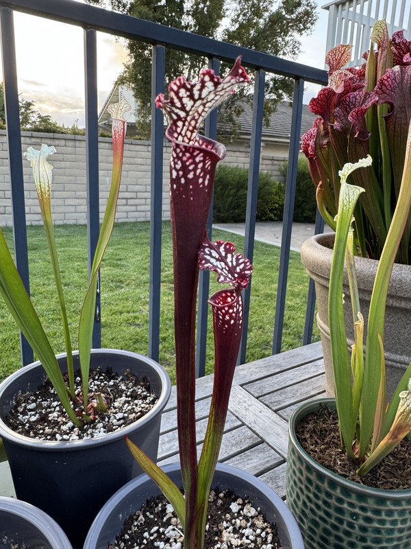 DARK STRETCH division grown by cocles — extra sun, 2025-05.