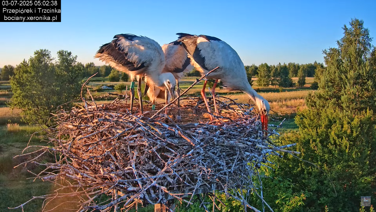 03072025bociany7