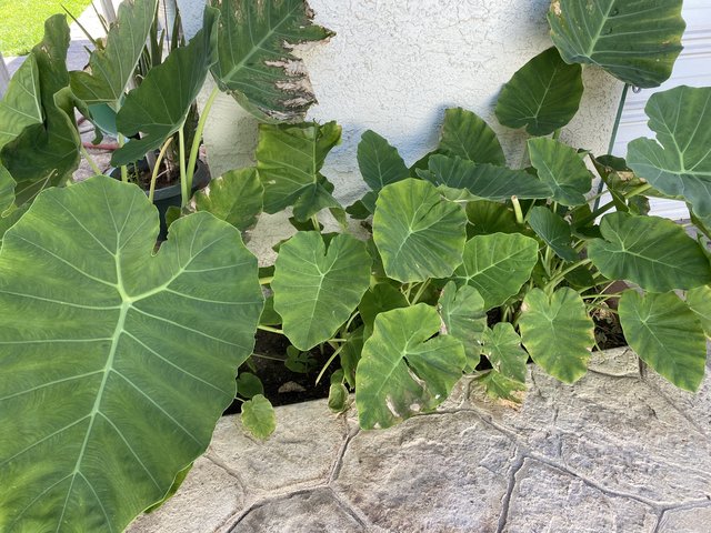 [Image: 5-F58-AEE0-97-DB-4-D8-B-A7-E4-2174-C30393-B1.jpg]