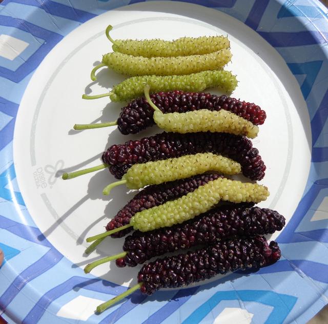 Mulberry Pakistan p2