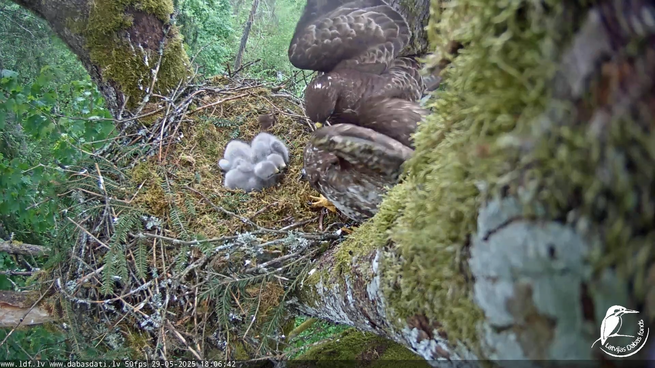 Melnās klijas (Milvus migrans) Kurzemē_ peļu klijāni (Buteo buteo) 12-30-47 screenshot (1)
