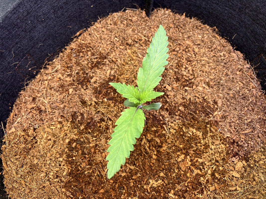 eIMG_1224(marzo 20  2023)