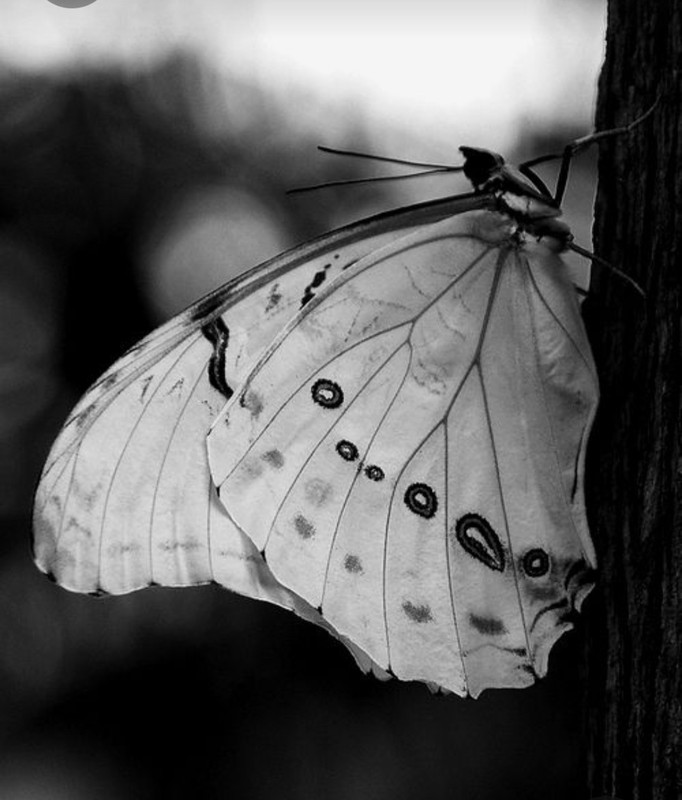 Screenshot_20230401_012328_Pinterest