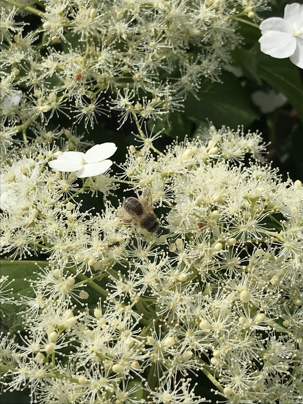 E1162C0B-E45E-41F3-9784-0C9FCC818B2B