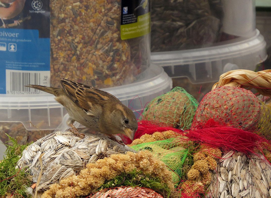 Wel of geen aangeboden voer?